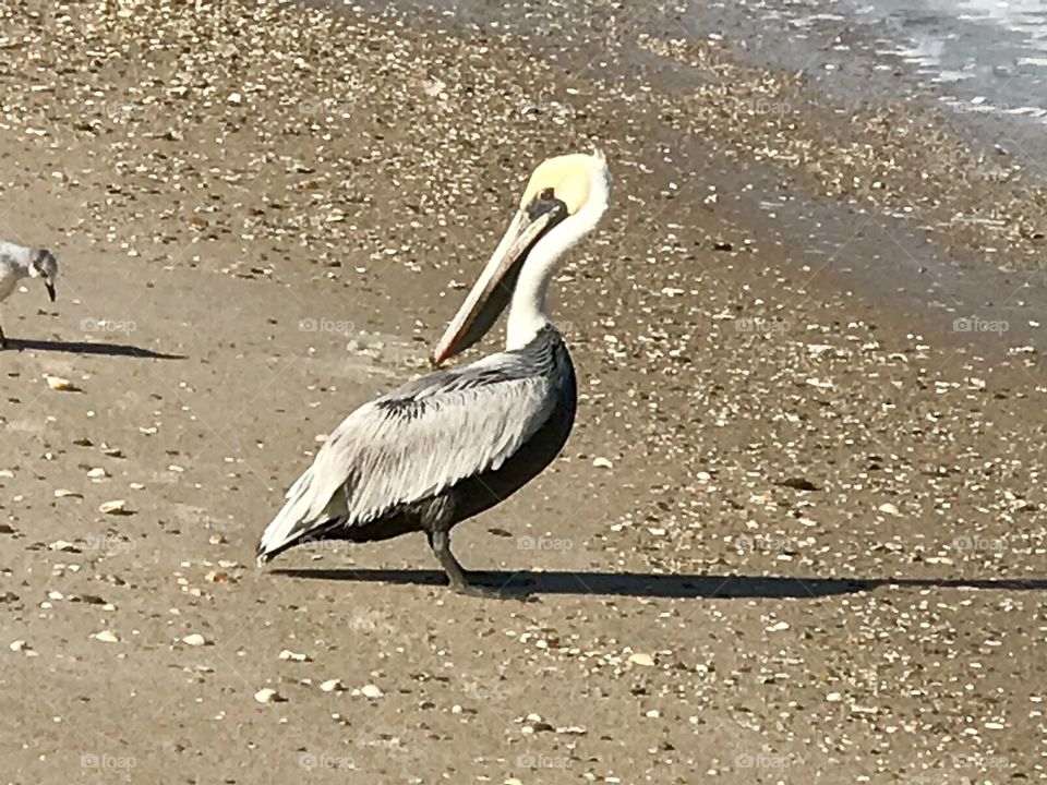 Pelican at Canaveral National Seashore Playalinda Beach Florida wildlife 