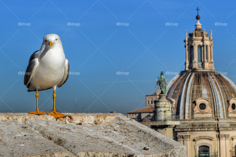 Seagull