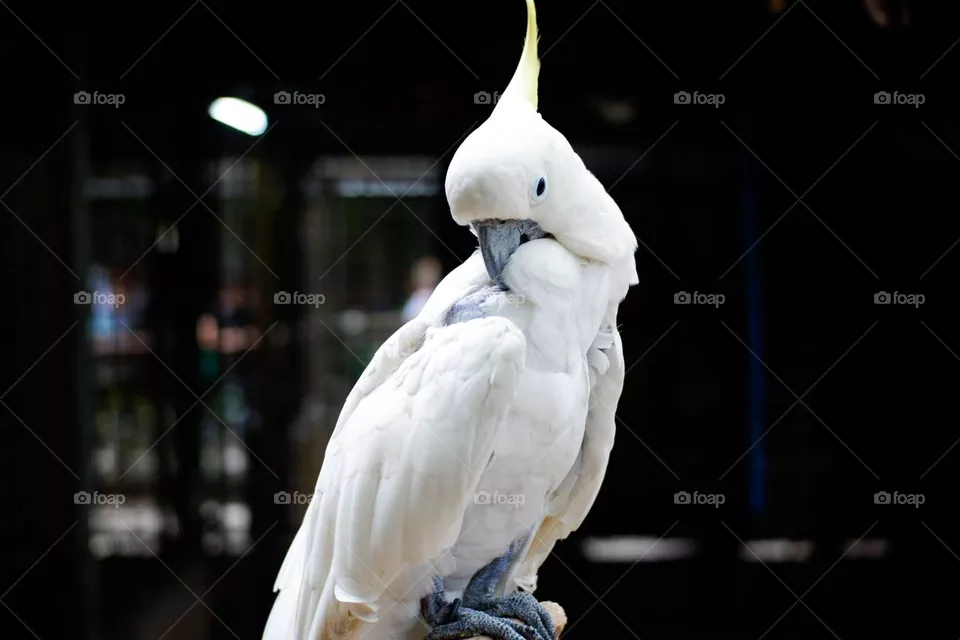 Lady white parrot🥰 🦜