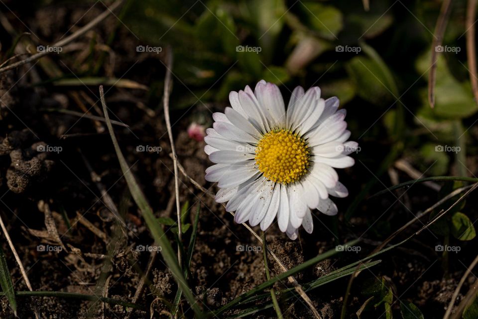 a beautiful white flower that I've found in the botanical garden, announcing that spring is here