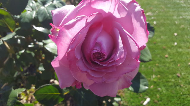 Angel face Rose