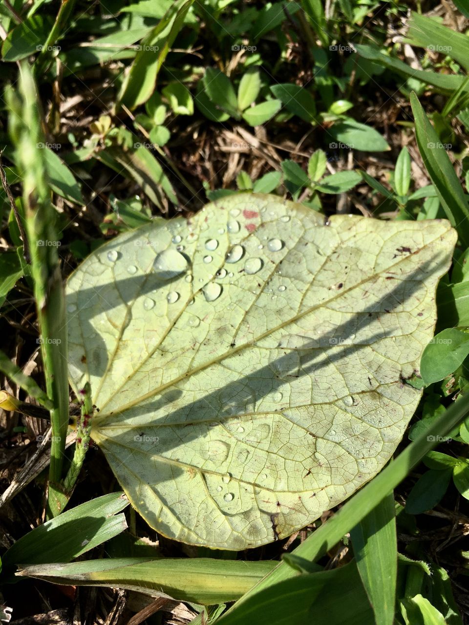 Green leaf with raindrops and veins