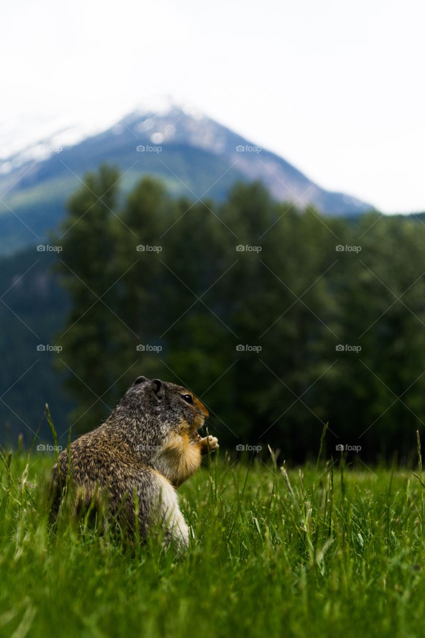 Prairie dog on haunches in alpine meadow in remote area of Canada's Rocky Mountains 