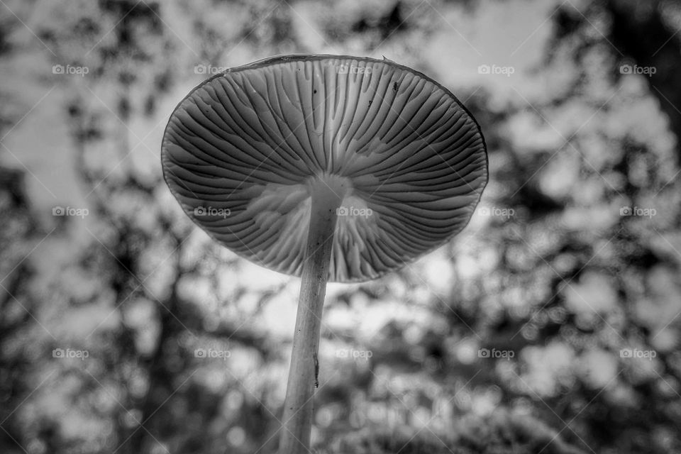 Mushroom in the forest, bottom view