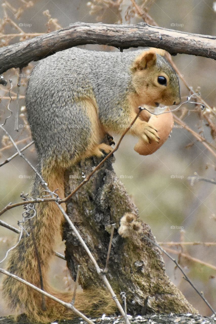 Squirrel sitting on a branch eating a bun