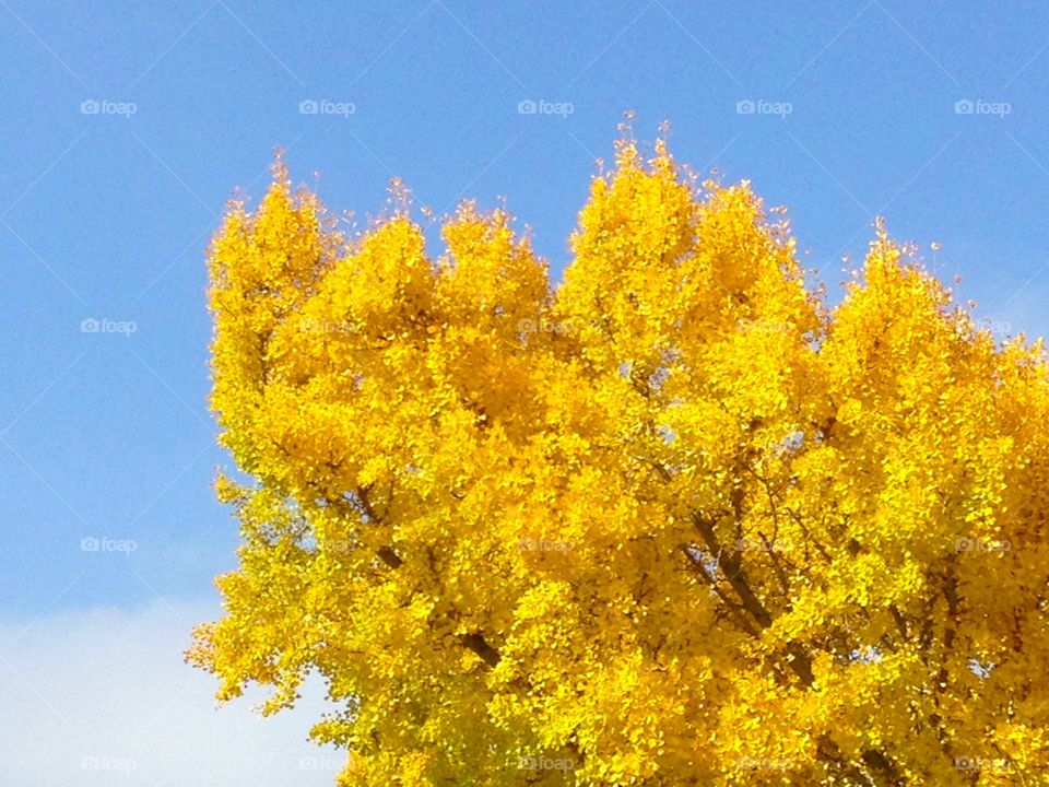Ginkgo tree in autumn