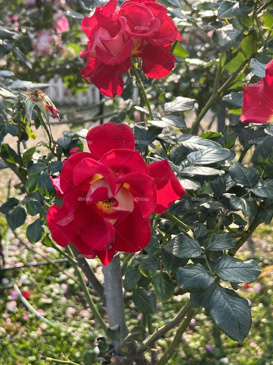 Roses in Yuanshan Flower Expo Park