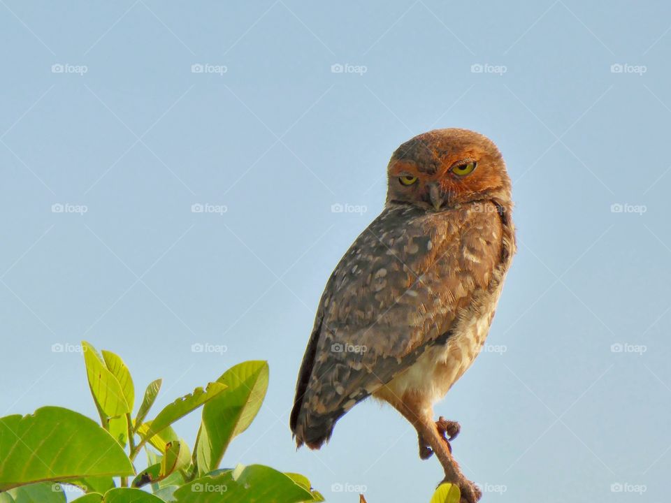 Burrowing Owl
