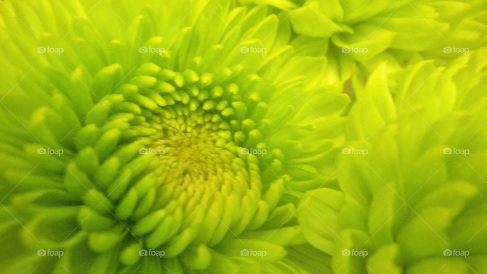 Green Mum