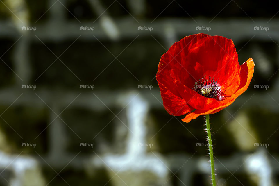 Poppy Brick