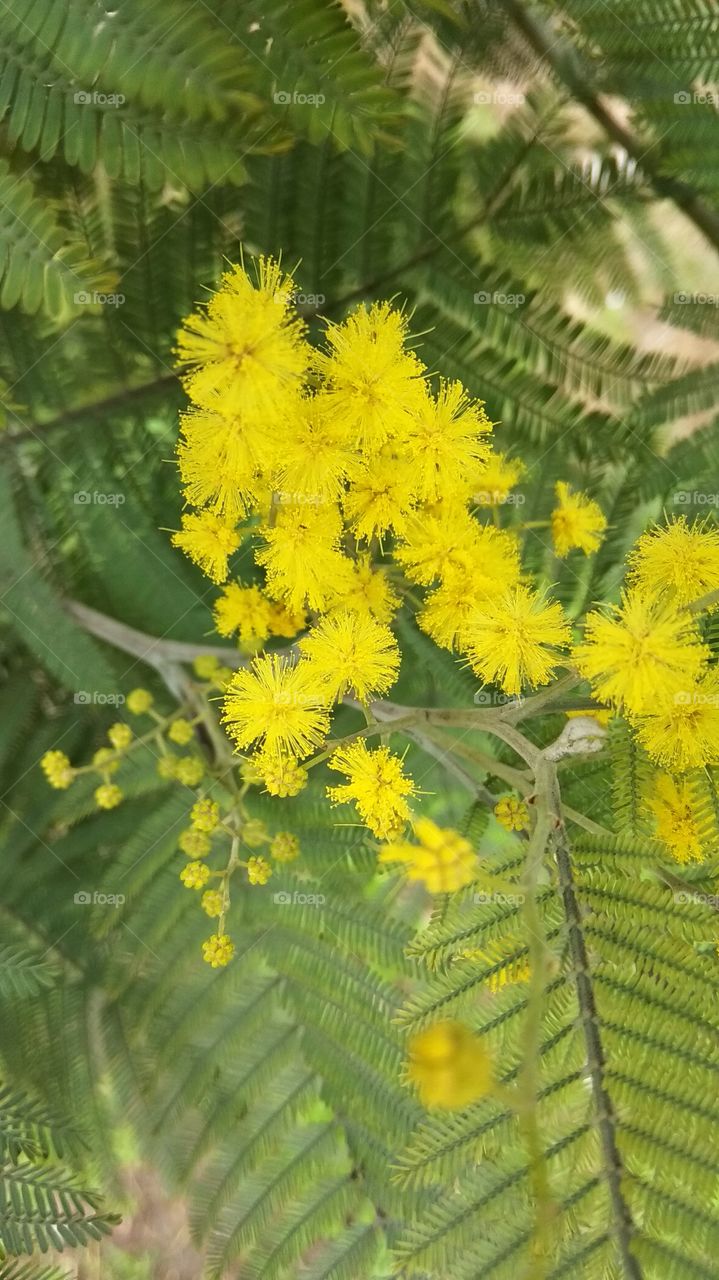 мимоза природа
