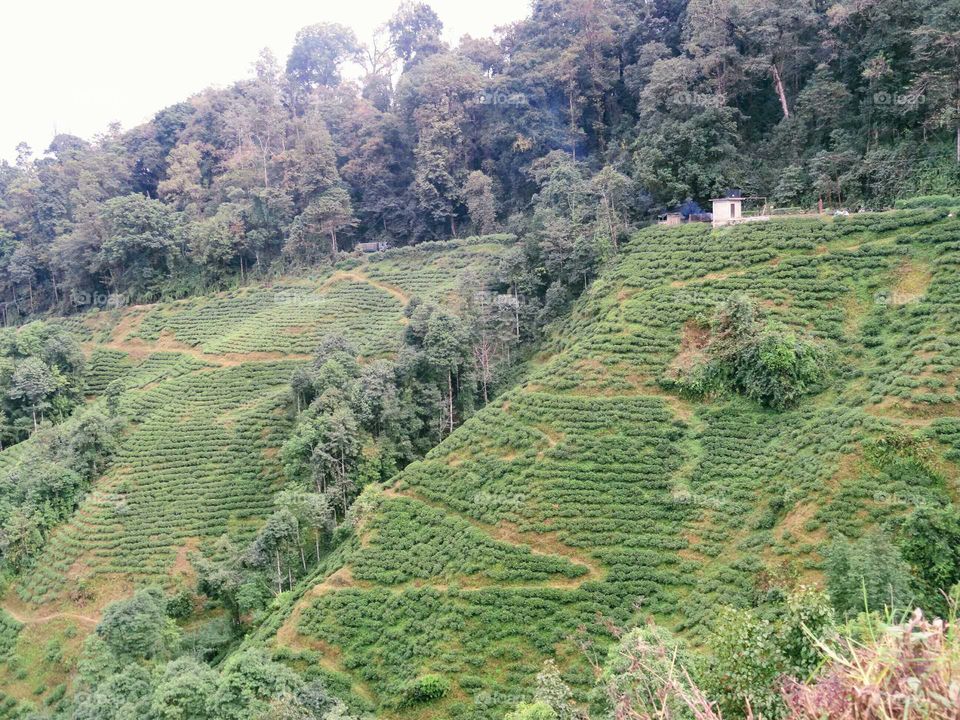Tea garden in Darjeeling on slope of mountain