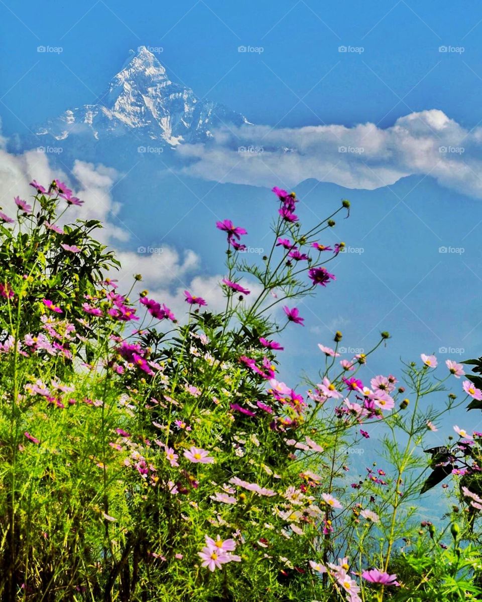 The fish-tailed mountain from the trekking path. The view was absolutely mesmerizing and wild flowers never looked prettier.