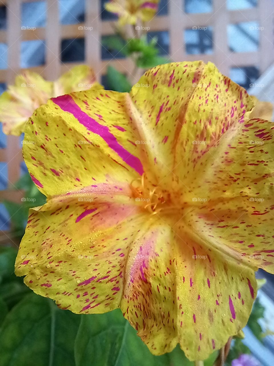 yellow painted 4 o'clock