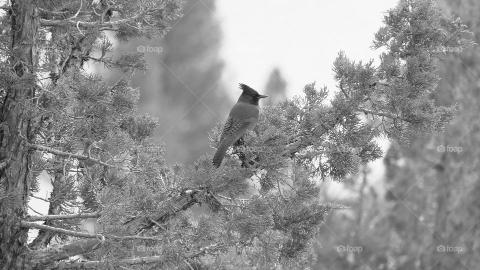 Steller’s Jay perched on a pine tree.