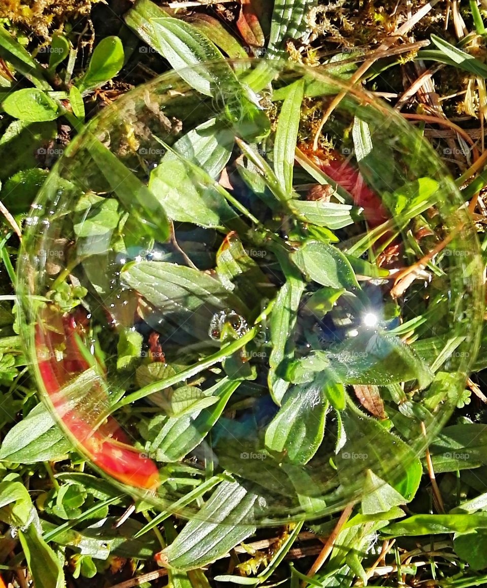 bubble and flowers