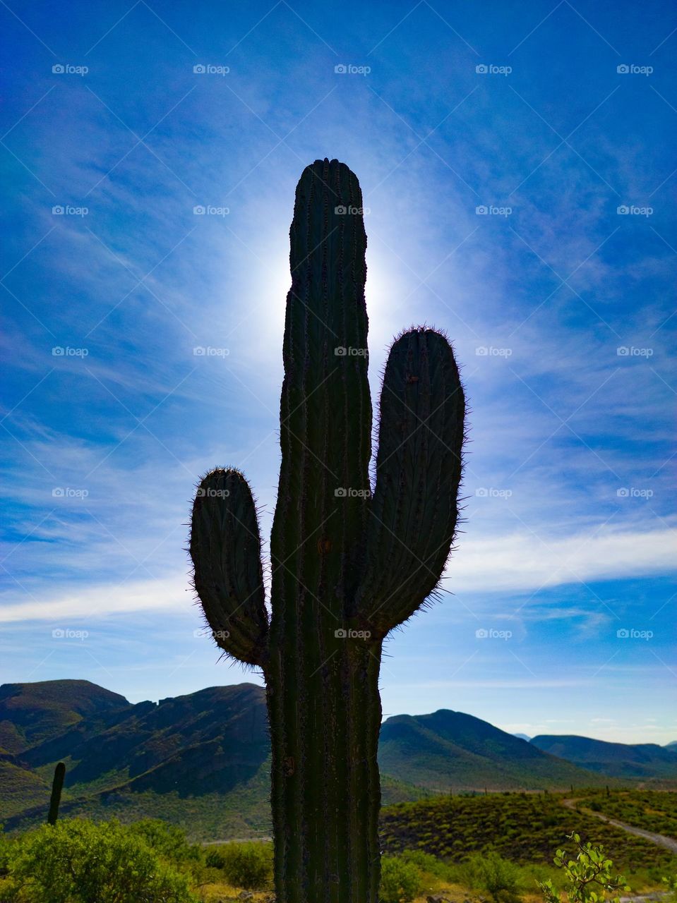 backlit cactus