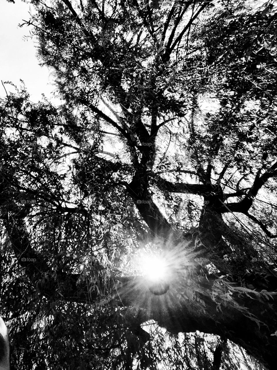 Weeping Willow black and white