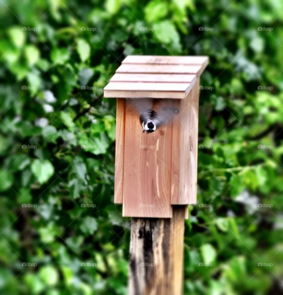 Chickadee 