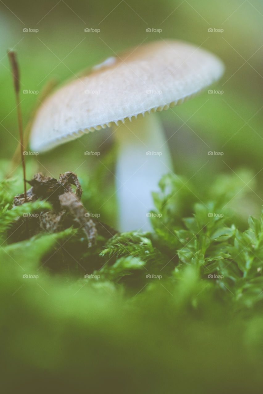 Close Up of Wild Mushroom in Moss 