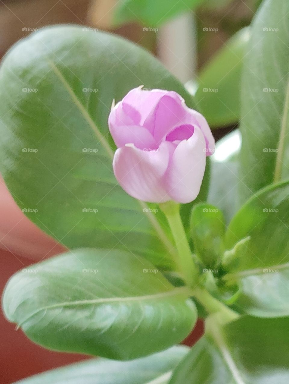 periwinkle pink flower seasonal fresh shurb looks very beautiful generally found everywhere