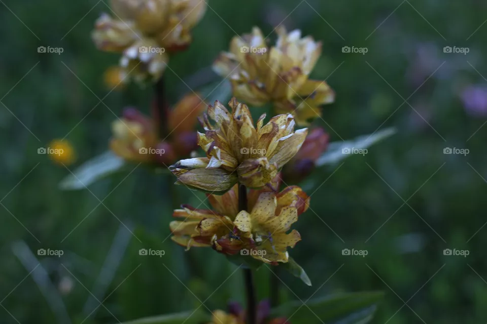Blume