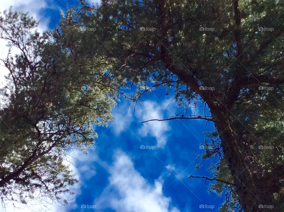 Trees Arch