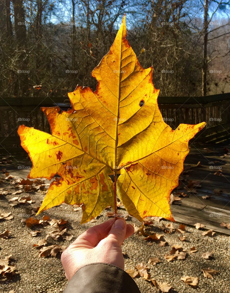 The last of the autumn holdouts on the Sycamore tree