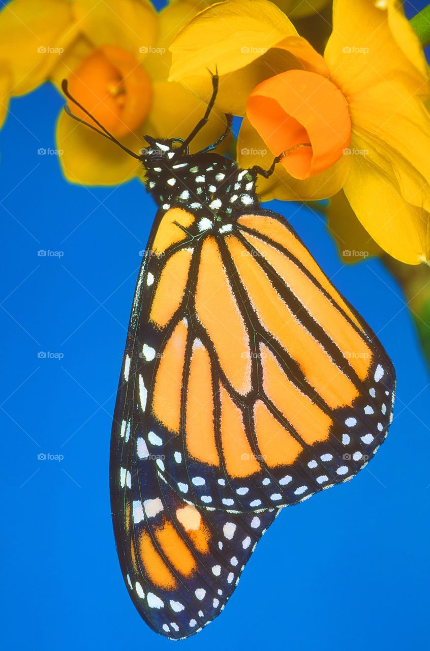 Close-up of monarch butterfly on yellow flower