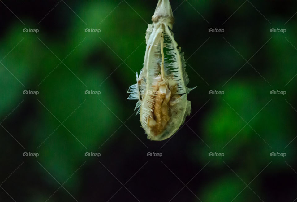 Tulip seed in pod macro photography 