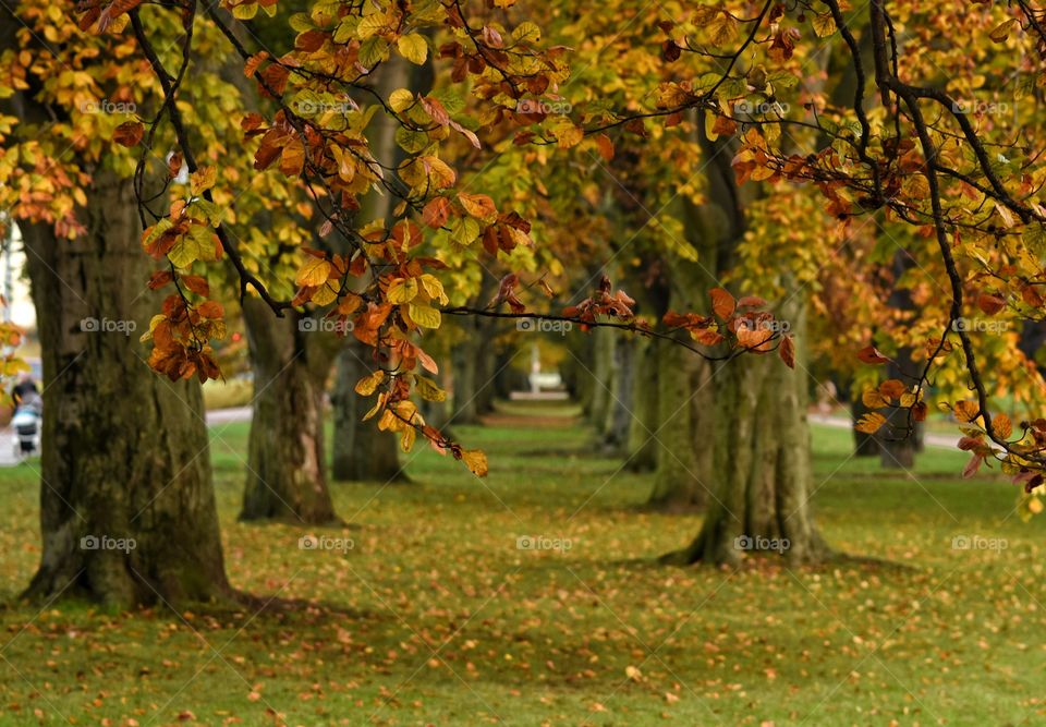 Fall, Leaf, Tree, Nature, Wood