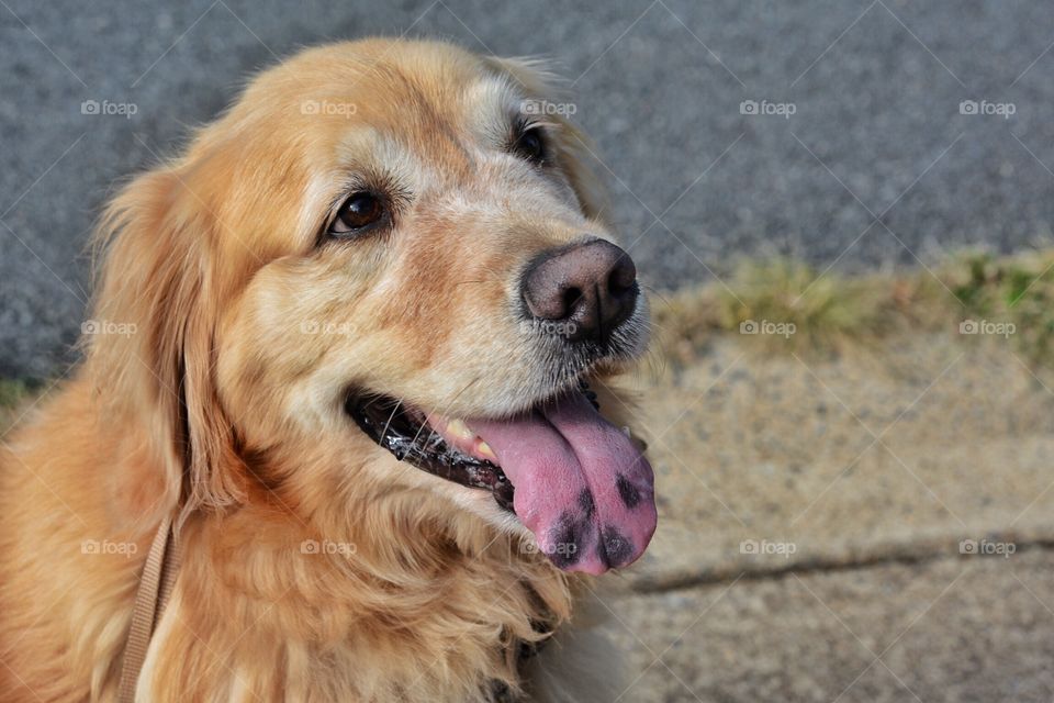 Golden Retriever being attentive 