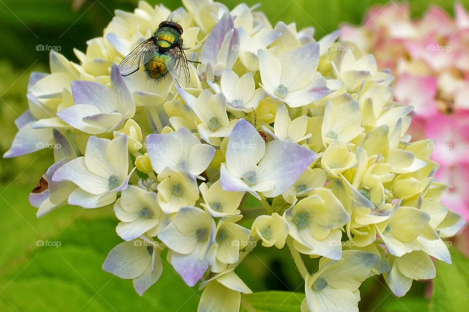 Fly on hydrangea