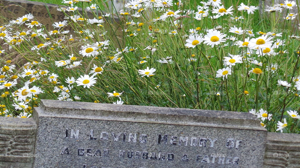 in loving memory of grave surrounded by shasta daisy's ( snowcap)

English cemetery in Lincolnshire 
Ancient  100 + years old graves

Some people think graveyard and cemetery mean the same, but, if we want to be a little nitpicky, we should say that graveyard is a type of cemetery, but a cemetery is usually not a graveyard. To understand the difference, we need a little bit of history.

From about the 7th century, the process of burial was firmly in the hands of the Church (meaning the organization), and burying the dead was only allowed on the lands near a church (now referring to the building), the so-called churchyard. The part of the churchyard used for burial is called graveyard, an example of which you can see in the picture.

As the population of Europe started to grow, the capacity of graveyards was no longer sufficient (the population of modern Europe is almost 40 times higher than it was in the 7th century). By the end of the 18th century, the unsustainability of church burials became apparent, and completely new places, independent of graveyards, were devised—and these were called cemeteries.

The etymology of the two words is also quite intriguing. The origin of "graveyard" is rather obvious; it is a yard filled with graves. However, you might be surprised to hear that "grave" comes from Proto-Germanic *graban, meaning "to dig", and is unrelated to "gravel".

Of course, the word "cemetery" did not appear out of the blue when graveyards started to burst at the seams. It comes from Old French cimetiere, which meant, well, graveyard. Nevertheless, the French word originally comes from Greek koimeterion, meaning "a sleeping place". Isn't that poetic?
