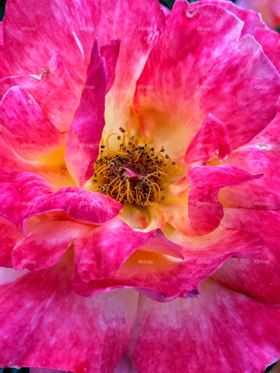This is a photograph I captured of a beautiful pink rose that was in full bloom. The fragile petals were woven with multiple hues of pink and a pop of yellow in the center. 