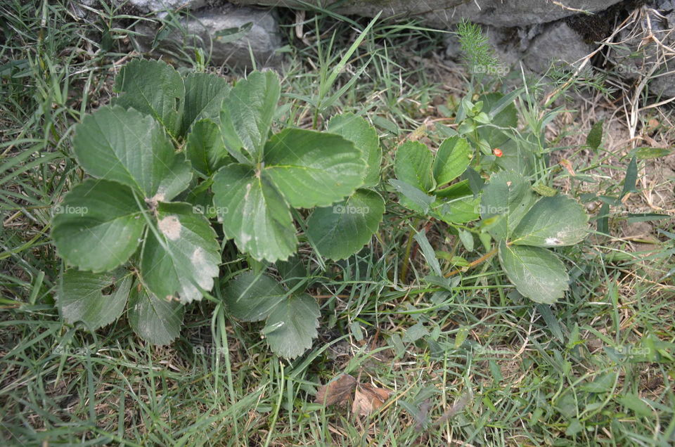 Leaf, Flora, Nature, No Person, Growth