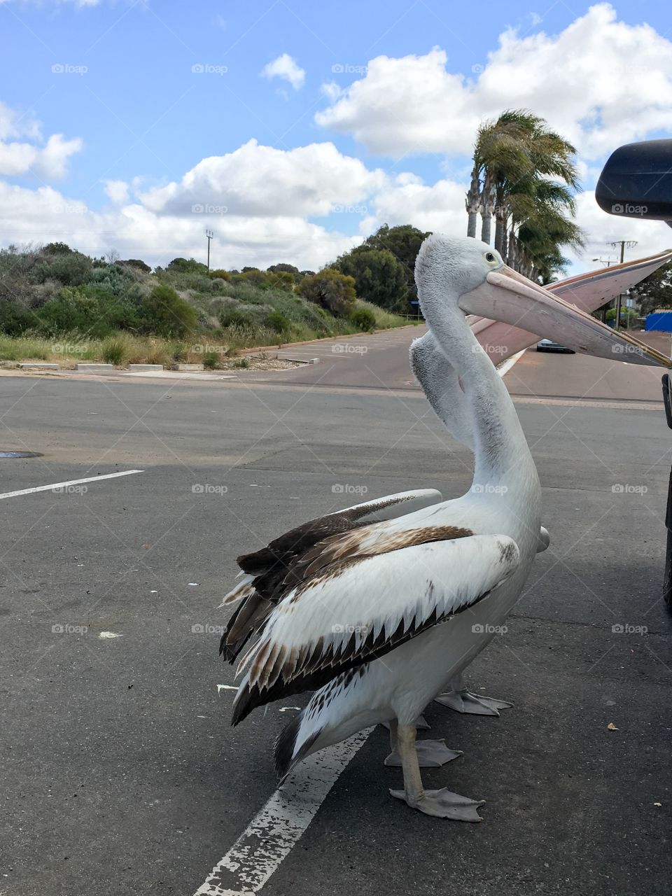 Two large Pelicans begging for food handouts from people in parked car at Australian beach 