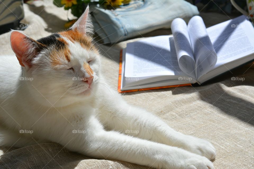 cat pet sleep in the solar light home