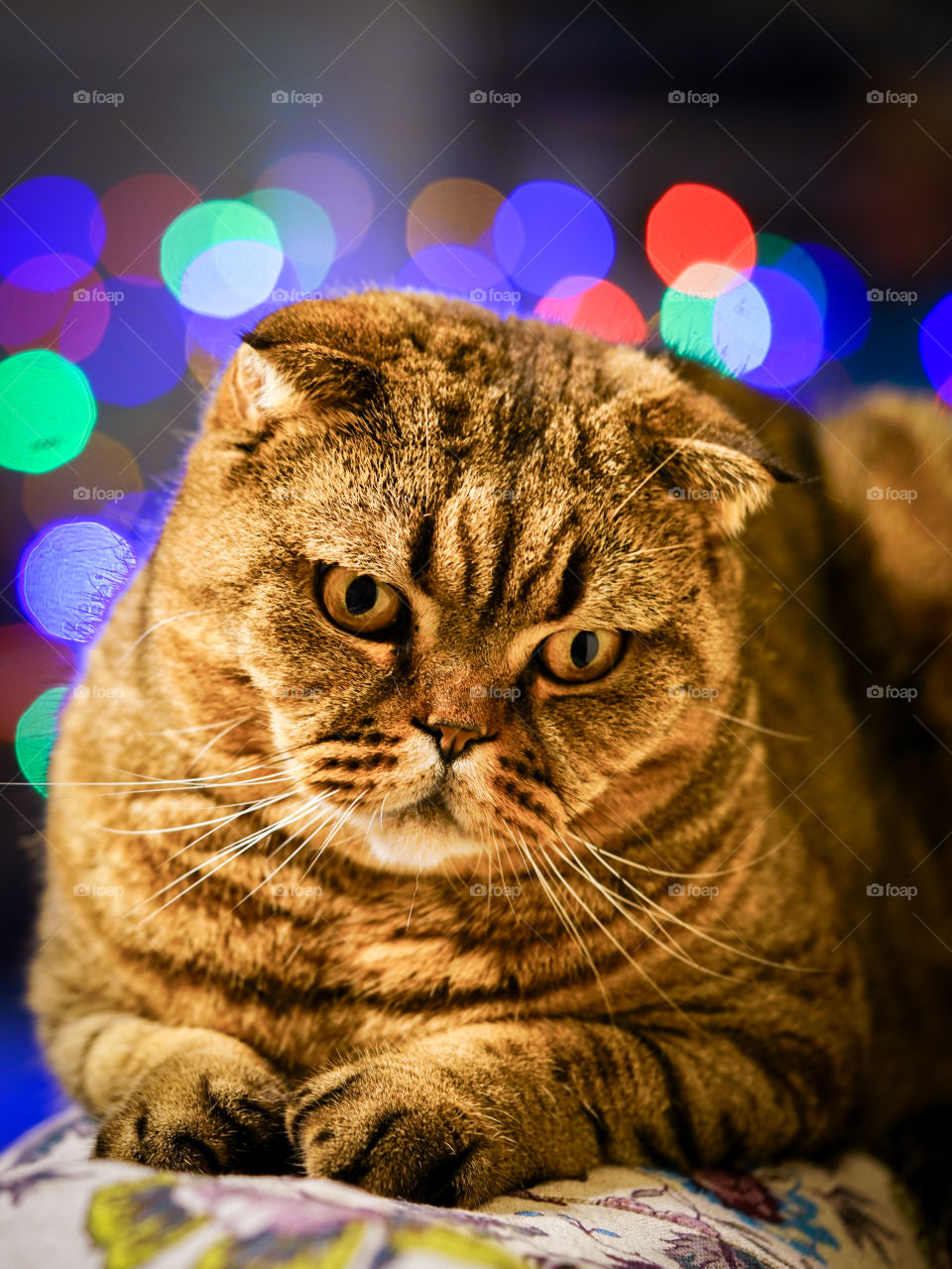 brown stripped scottish fold cat against a colorful blurred background
