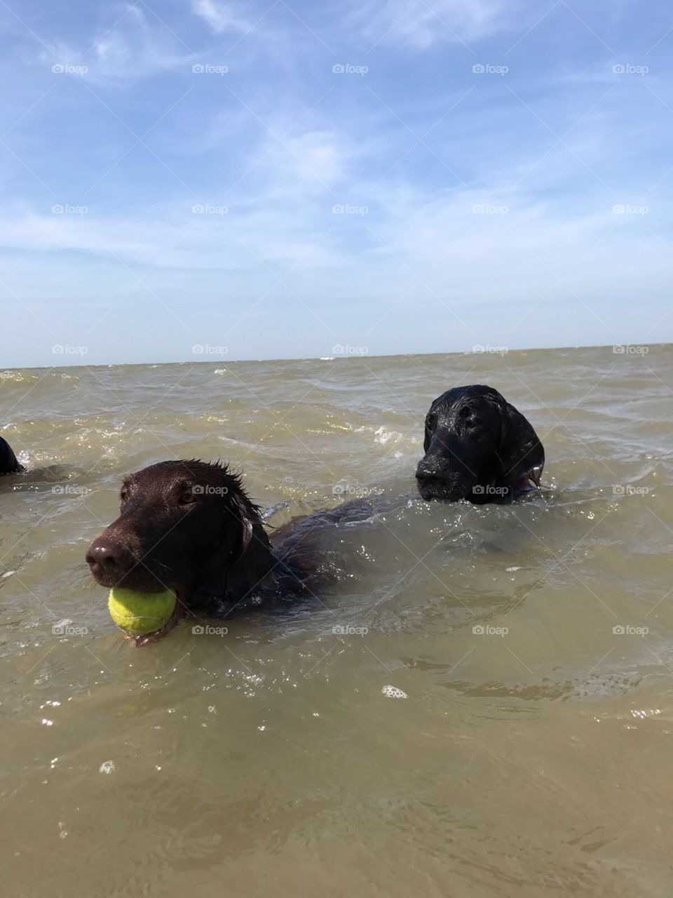 Flatcoats swimming in sea with ball