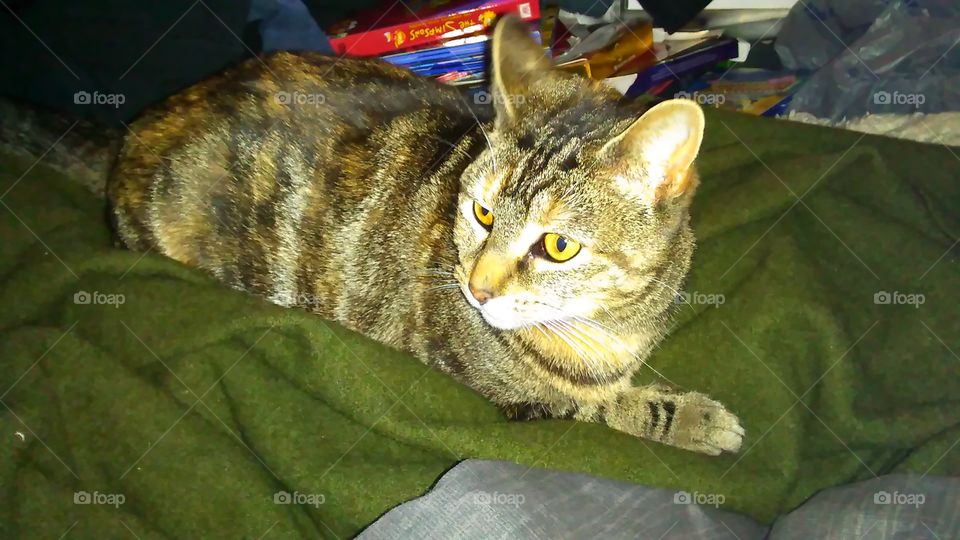 My cat Molly..such a cutie