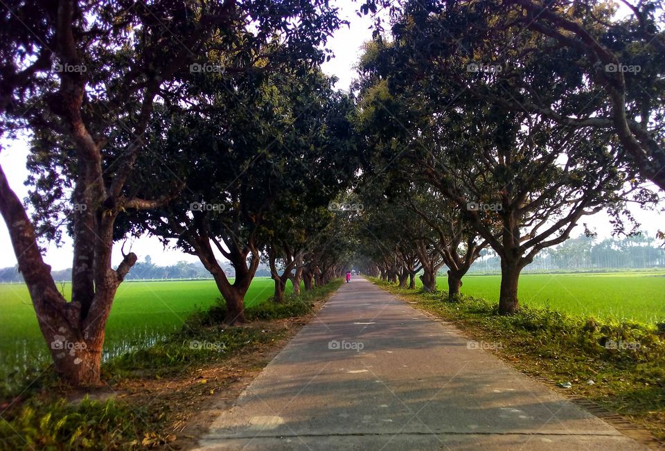 mango tree and mango garden 
looking nice to see