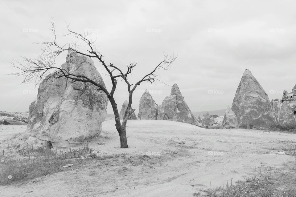 Dead tree in Cappadocia