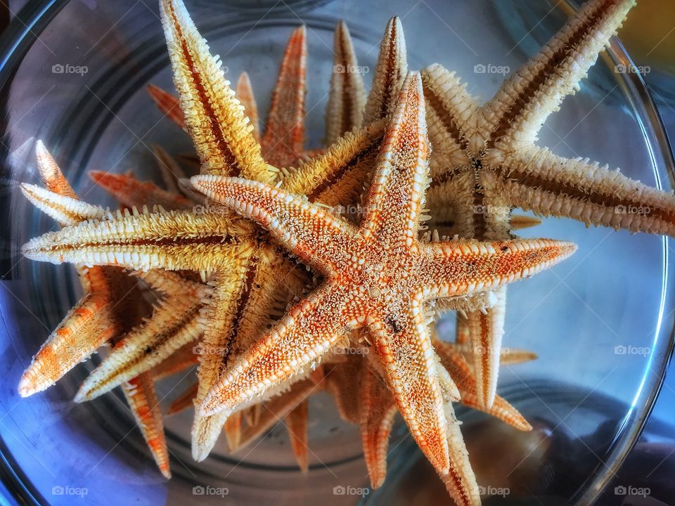 Elevated view of starfishes in bowl