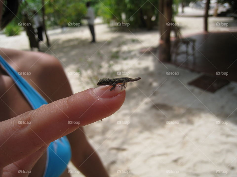 Tiniest of tiny lizzards