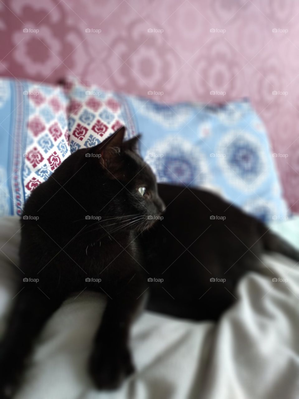 Black cat indoor in the pillow bed