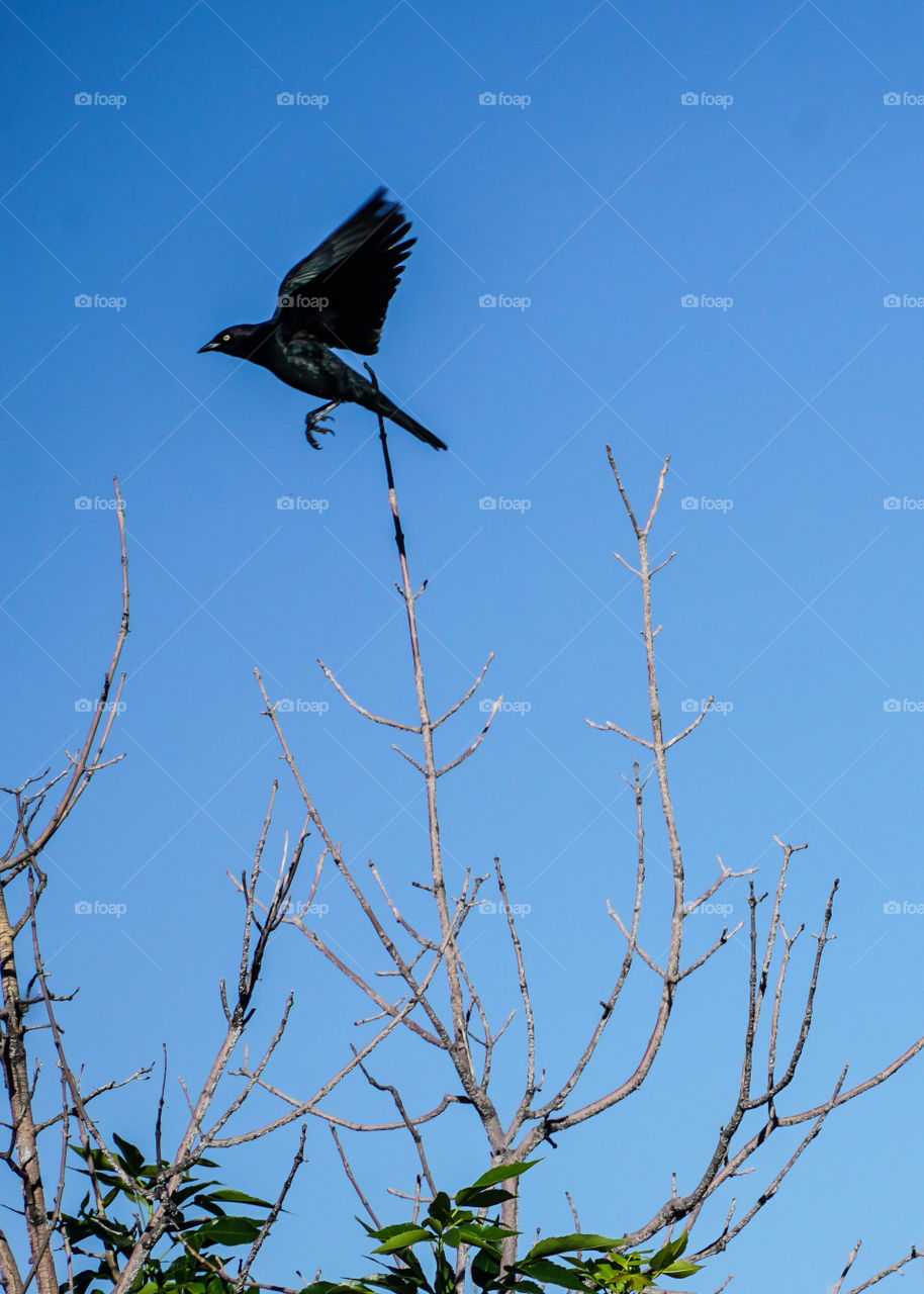 Blackbird takes off after resting on tree branch