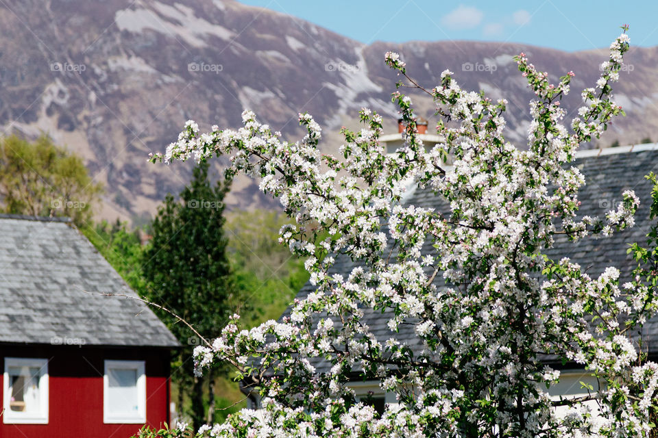 Spring in Scottish highlands