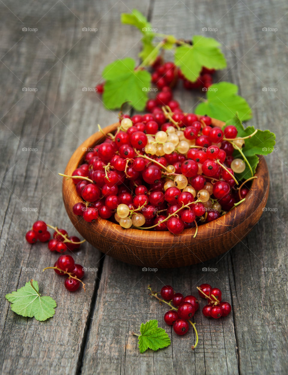 Red currant 