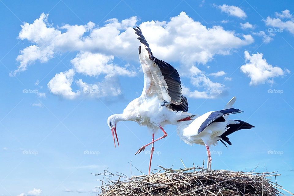 Awesome shot of two Seabirds.  All proceeds go towards the conservation of endangered species.